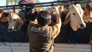 DKPP Pastikan Kota Madiun Nihil Kasus PMK Sepanjang 2026, Peternak Diminta Tetap Waspada