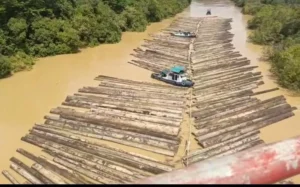 Kementerian Kehutanan Klarifikasi Viral Rakit Kayu di Sungai Kapuas: Dipastikan Legal dan Sesuai Dokumen
