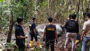 Gajah Sumatera Ditemukan Mati di Areal PT RAPP, Kemenhut dan Polda Riau Selidiki Dugaan Perburuan Liar