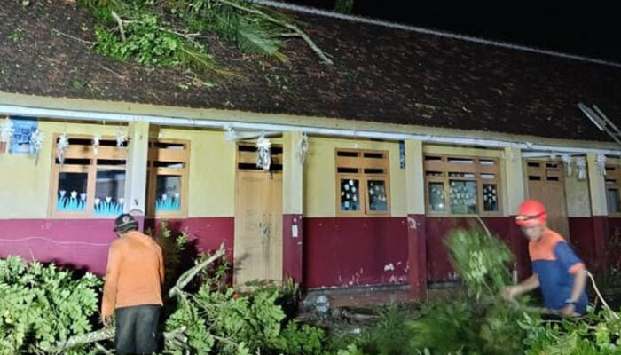 Angin Kencang Terjang Jember, 4 Sekolah Rusak, 50 Pohon Tumbang dan Gudang Tembakau Roboh