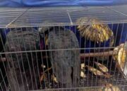 Gakkum Kehutanan Bongkar Penyelundupan Burung Eksotis ke Thailand, Tersangka MF Terancam 15 Tahun Penjara