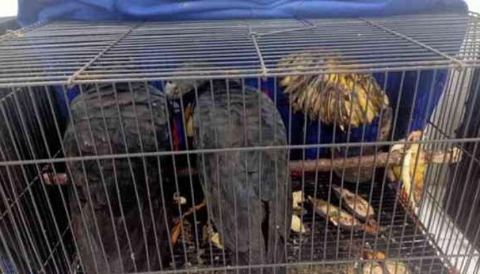 Gakkum Kehutanan Bongkar Penyelundupan Burung Eksotis ke Thailand, Tersangka MF Terancam 15 Tahun Penjara