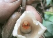 Gastrodia selabintanensis dan Gastrodia biruensis Foto Antaranews.com