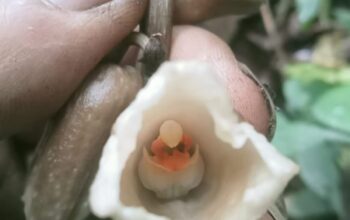 Gastrodia selabintanensis dan Gastrodia biruensis Foto Antaranews.com