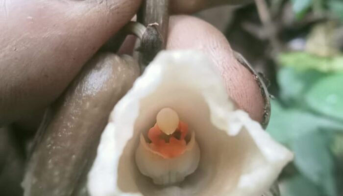 Dua Spesies Anggrek Baru Ditemukan di Semeru, TNBTS Ungkap Keunikan dan Tantangan Konservasi