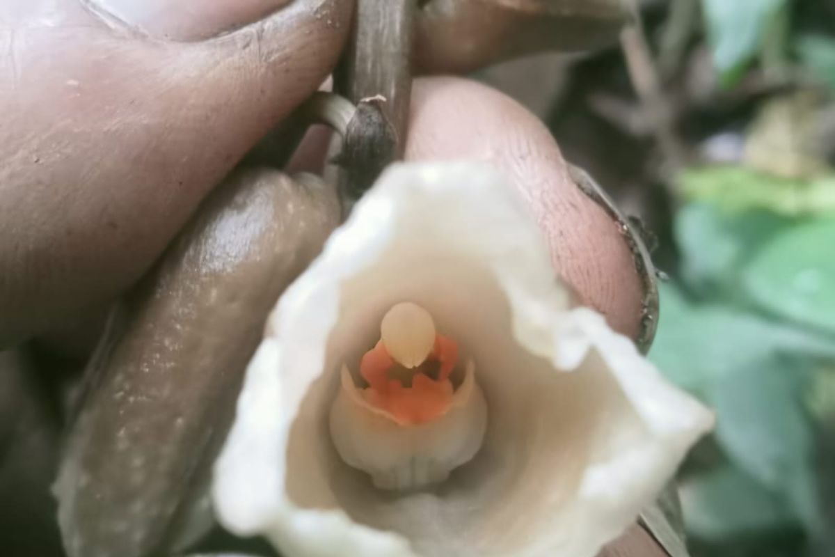 Gastrodia selabintanensis dan Gastrodia biruensis Foto Antaranews.com