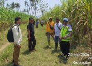 Geger Pemalang! Kerangka Manusia Ditemukan di Ladang Tebu, Diduga ODGJ Tanpa Identitas