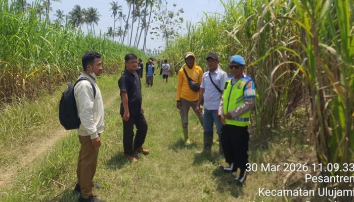 Geger Pemalang! Kerangka Manusia Ditemukan di Ladang Tebu, Diduga ODGJ Tanpa Identitas