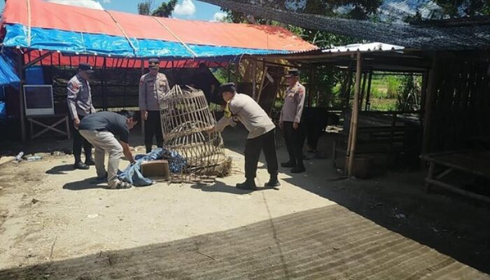 Polisi Gerebek Arena Judi Sabung Ayam di Ponorogo, Langsung Dibongkar dan Dibakar: Pelaku Kabur!