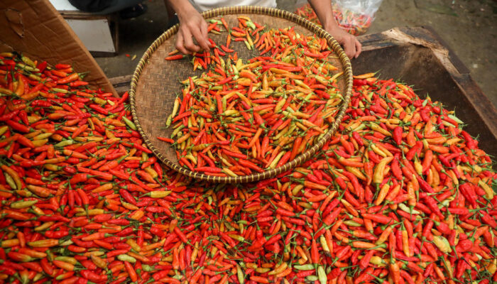 H-1 Lebaran, Harga Cabai Meroket 90% Tembus Rp130 Ribu! Lonjakan Pangan Picu Kekhawatiran Inflasi