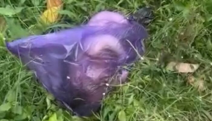 Geger! Jasad Bayi Laki-laki Terbungkus Kresek Ungu Ditemukan di Sungai Banyuwangi