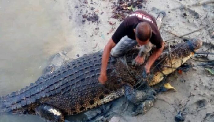 Viral! Detik-Detik Nelayan Diserang Buaya di Nunukan, Tangan Digigit hingga Luka Parah, Selamat Berkat Aksi Heroik Teman