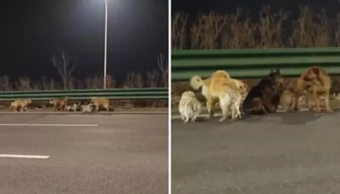 Viral 7 Anjing “Kabur dari Penjagal” di Tiongkok, Fakta Sebenarnya Terungkap: Bukan Diculik!