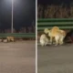 Viral 7 Anjing “Kabur dari Penjagal” di Tiongkok, Fakta Sebenarnya Terungkap: Bukan Diculik!