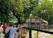 Libur Lebaran 2026, Kebun Binatang Surabaya Diserbu 40 Ribu Pengunjung, Anakan Satwa Jadi Magnet Utama!