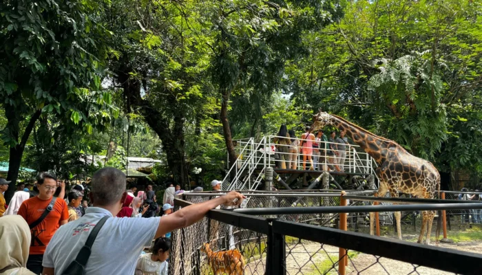 Libur Lebaran 2026, Kebun Binatang Surabaya Diserbu 40 Ribu Pengunjung, Anakan Satwa Jadi Magnet Utama!