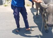 Viral! Kerbau Lepas Nyaris Masuk SMA Negeri 1 Kalianda, Damkar Lampung Selatan Sigap Evakuasi dalam 20 Menit