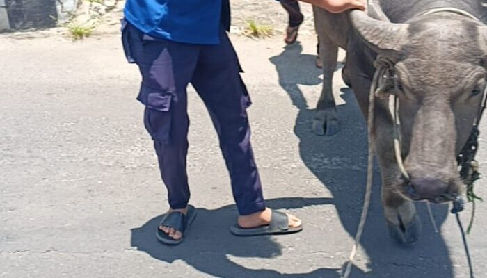 Viral! Kerbau Lepas Nyaris Masuk SMA Negeri 1 Kalianda, Damkar Lampung Selatan Sigap Evakuasi dalam 20 Menit