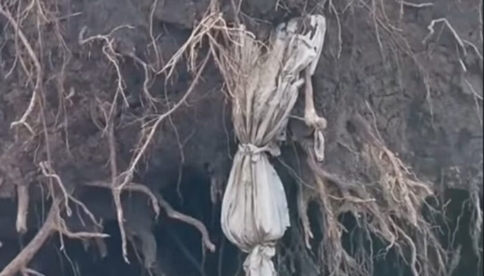 Tragedi TPU Malang: Pohon Beringin Raksasa Tumbang, Makam Terangkat Viral di Media Sosial