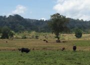 Taman Nasional Alas Purwo Banyuwangi Ditutup Saat Lebaran 2026, Pengelola Hormati Idulfitri dan Jaga Kelestarian Kawasan