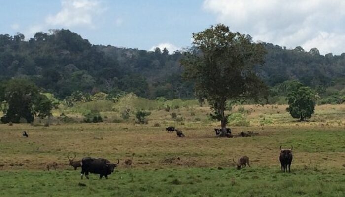 Taman Nasional Alas Purwo Banyuwangi Ditutup Saat Lebaran 2026, Pengelola Hormati Idulfitri dan Jaga Kelestarian Kawasan