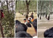 Viral! 5 Warga Bertahan di Pohon Karet Saat Banjir Lampung Selatan, Berhasil Dievakuasi Selamat