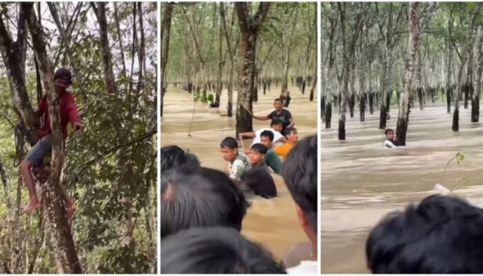Viral! 5 Warga Bertahan di Pohon Karet Saat Banjir Lampung Selatan, Berhasil Dievakuasi Selamat
