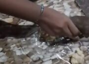 Viral! Siomay Program Makan Bergizi Gratis di Nganjuk Keras Seperti Batu, Satgas MBG Beri Peringatan Dapur SPPG