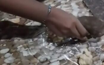 siomay MBG Nganjuk viral (Detik.com)