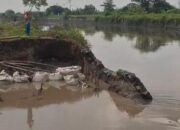 Banjir 3 Kali Terjang Mojokerto! Tanggul Sungai Sadar Belum Tuntas, Ratusan Rumah Warga Terendam