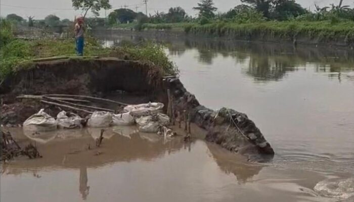Banjir 3 Kali Terjang Mojokerto! Tanggul Sungai Sadar Belum Tuntas, Ratusan Rumah Warga Terendam