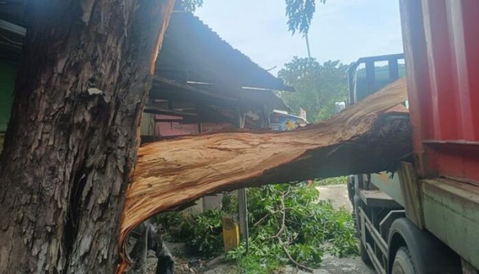 Truk Trailer Nyangkut Ranting di Trosobo Sidoarjo, Jalur Surabaya–Mojokerto Sempat Lumpuh