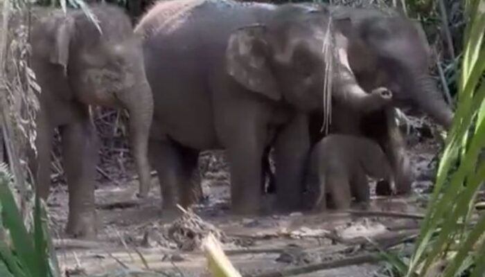 Kemenhut: Video Viral Anak Gajah Terjebak di Kebun Sawit Bukan di Indonesia, Diduga Terjadi di Malaysia