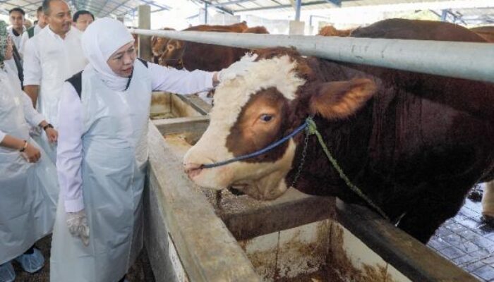 Jelang Idul Adha 2026, Khofifah Pastikan Jatim Aman dari PMK & LSD: Stok Hewan Kurban Surplus Besar!