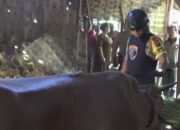 Jelang Idul Adha, Pencurian Sapi Marak di Bangkalan: Diduga Komplotan Beraksi di 4 Kecamatan