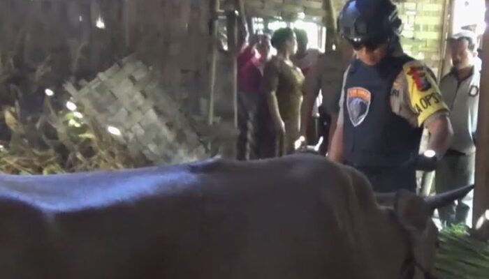 Jelang Idul Adha, Pencurian Sapi Marak di Bangkalan: Diduga Komplotan Beraksi di 4 Kecamatan