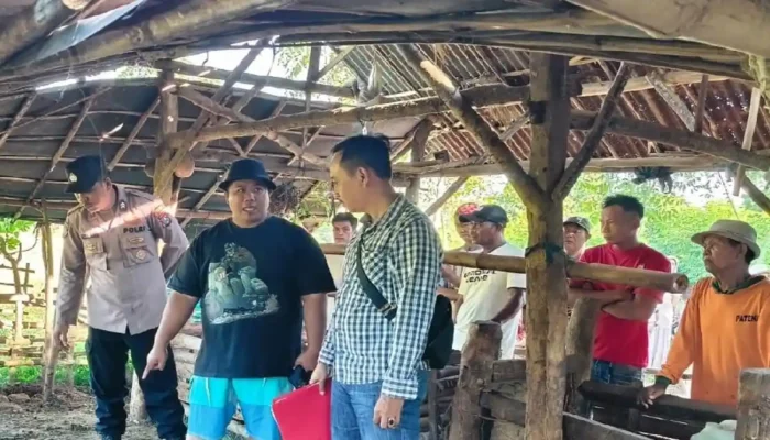 Modus Baru Pencurian Sapi di Situbondo: Disembelih di Tempat, Daging Premium Dibawa Kabur