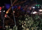 Pantura Situbondo Lumpuh Total! Pohon Tumbang Tutup Jalur Pasir Putih, Macet Mengular 2 Km