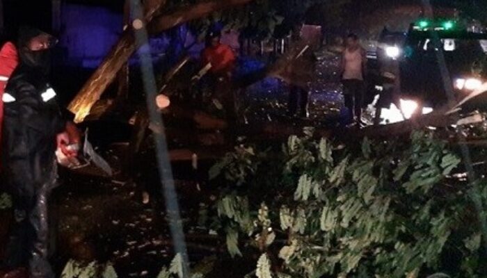 Pantura Situbondo Lumpuh Total! Pohon Tumbang Tutup Jalur Pasir Putih, Macet Mengular 2 Km