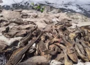 Pemkot Jaksel Tangkap 5 Ton Ikan Sapu-Sapu di Setu Babakan, Penguburan Ikuti Rekomendasi MUI