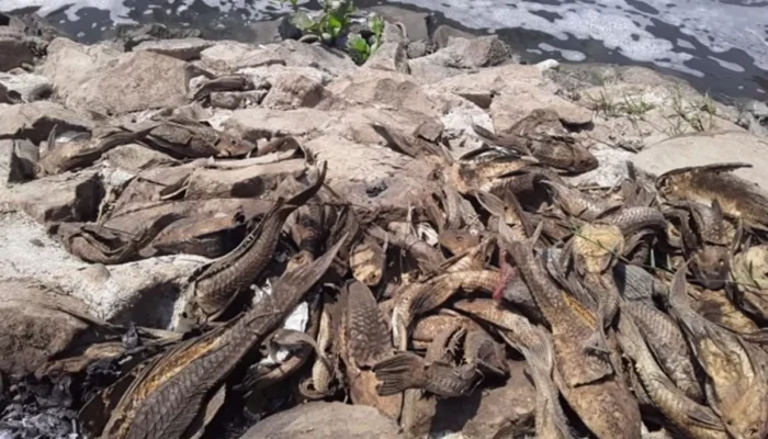 Pemkot Jaksel Tangkap 5 Ton Ikan Sapu-Sapu di Setu Babakan, Penguburan Ikuti Rekomendasi MUI