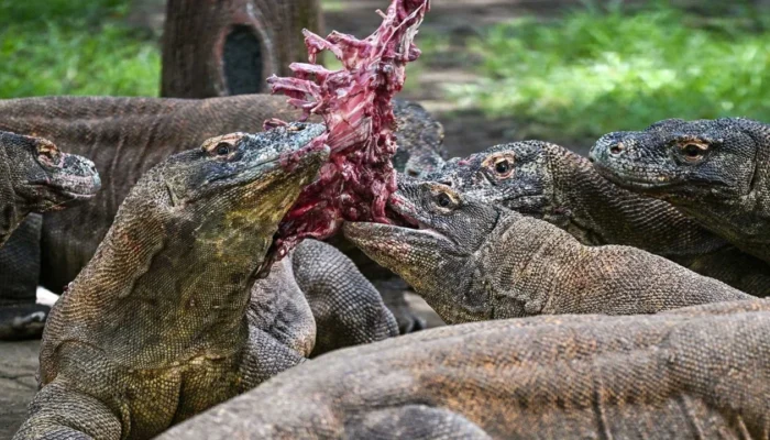 Surabaya Pinjamkan Komodo ke Jepang, Kerja Sama KBS–iZoo Jadi Terobosan Konservasi Internasional