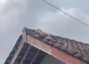 Viral Balita 2,5 Tahun Merayap di Atas Genting Rumah di Lombok Tengah, Polisi Ingatkan Orang Tua Tingkatkan Pengawasan Anak