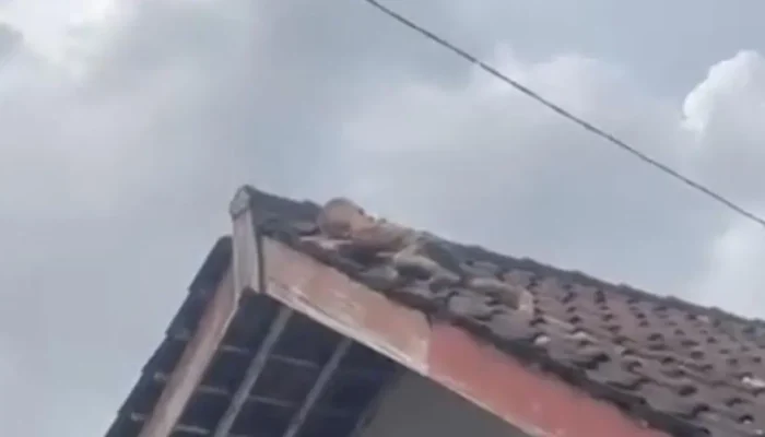 Viral Balita 2,5 Tahun Merayap di Atas Genting Rumah di Lombok Tengah, Polisi Ingatkan Orang Tua Tingkatkan Pengawasan Anak