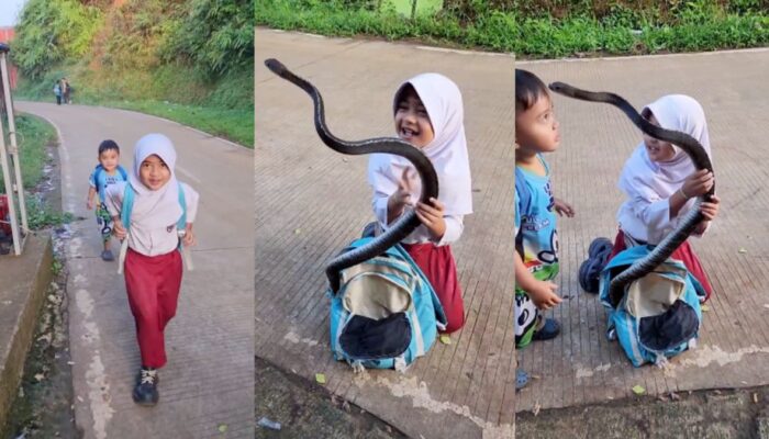 Viral Siswi SD Bawa Ular Besar di Tas Ransel, Netizen Terbelah: Aksi Nyata atau Rekayasa AI?