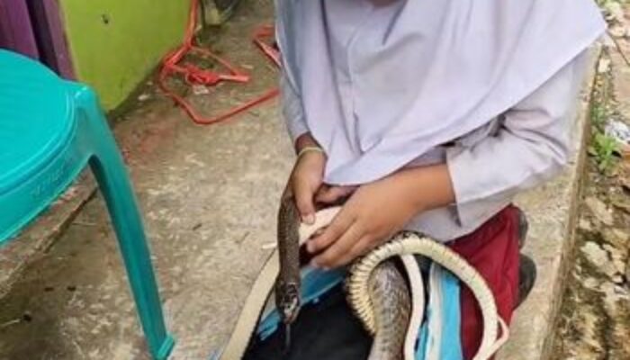 Viral! Siswi SD di Cianjur Bawa Ular King Koros ke Sekolah, Bahkan Tidur Bersama Ular Peliharaannya