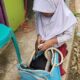 Viral! Siswi SD di Cianjur Bawa Ular King Koros ke Sekolah, Bahkan Tidur Bersama Ular Peliharaannya