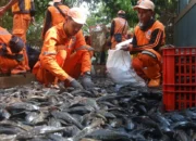 Meski 6,98 Ton Ditangkap, Ikan Sapu-Sapu Masih Kuasai Kali Cideng Bundaran HI, Pemprov DKI Kewalahan?