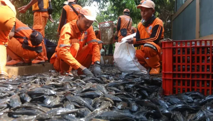 Meski 6,98 Ton Ditangkap, Ikan Sapu-Sapu Masih Kuasai Kali Cideng Bundaran HI, Pemprov DKI Kewalahan?