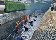 Gerakan Serentak Berantas Ikan Sapu-Sapu di Jakarta Dimulai 17 April, Gubernur Pramono Anung: Berbahaya dan Rusak Ekosistem!